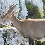 אכסניה Rifugio Casa Alpina Julius Kugy