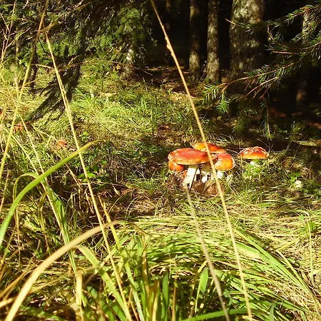 호스텔 Rifugio Casa Alpina Julius Kugy