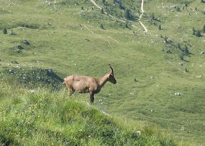 Rifugio Casa Alpina Julius Kugy