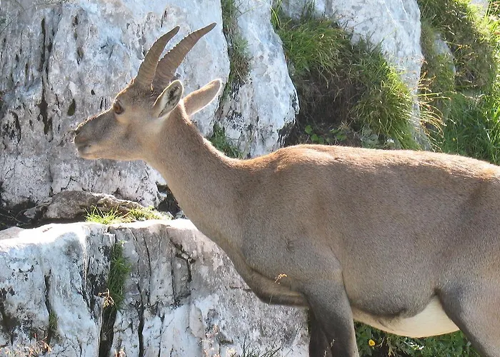 Ostello Rifugio Casa Alpina Julius Kugy