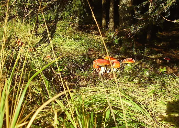 Ostello Rifugio Casa Alpina Julius Kugy